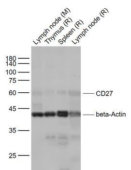 CD27 Rabbit Polyclonal Antibody