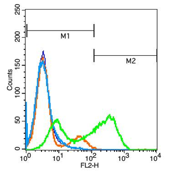 CD160 Rabbit Polyclonal Antibody
