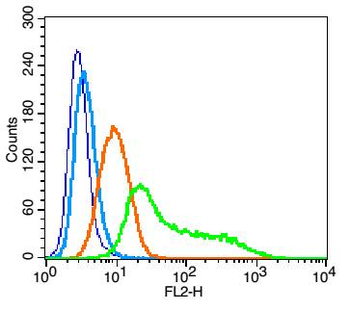 CD84 Rabbit Polyclonal Antibody