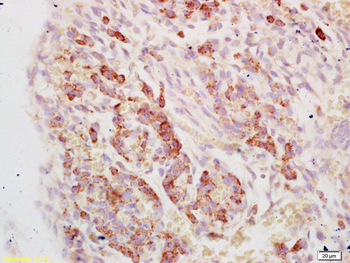 EEF1A1 Rabbit Polyclonal Antibody