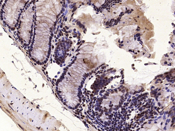 MKP1 Rabbit Polyclonal Antibody