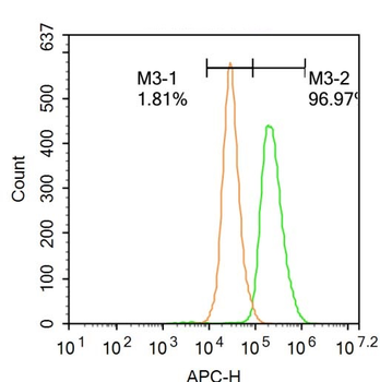 DUSP4 Rabbit Polyclonal Antibody