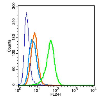 CD32 Rabbit Polyclonal Antibody