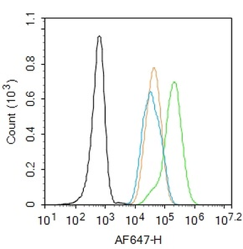 FOXO1 Rabbit Polyclonal Antibody