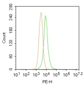 FOXO1 Rabbit Polyclonal Antibody