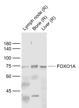 FOXO1 Rabbit Polyclonal Antibody