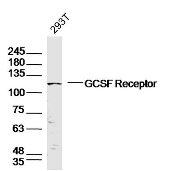 GCSF Receptor Rabbit Polyclonal Antibody