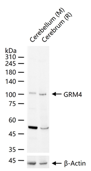 GRM4 Rabbit Polyclonal Antibody