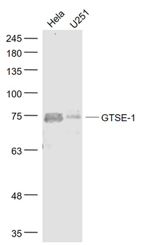 GTSE1 Rabbit Polyclonal Antibody