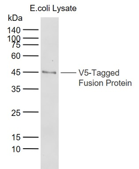 V5 tag Rabbit Polyclonal Antibody