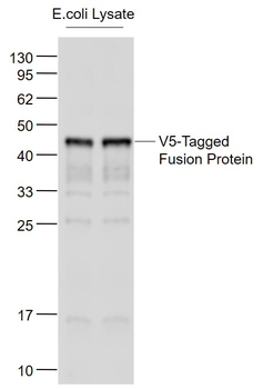 V5 tag Rabbit Polyclonal Antibody