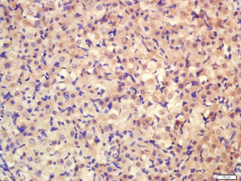 Pro-neuregulin-1, membrane-bound isoform Rabbit Polyclonal Antibody