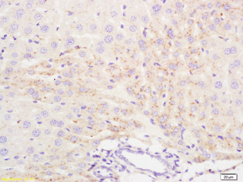 Interferon alpha 2b Rabbit Polyclonal Antibody