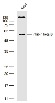 Inhibin beta B Rabbit Polyclonal Antibody