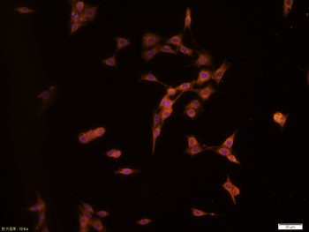Phospho-JAK2 (Tyr1007+Tyr1008) Rabbit Polyclonal Antibody