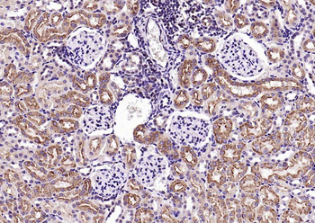 KLK1 Rabbit Polyclonal Antibody