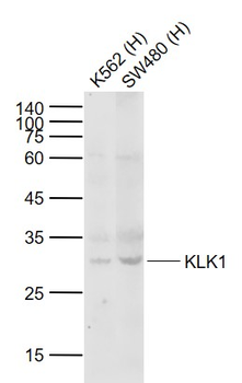 KLK1 Rabbit Polyclonal Antibody