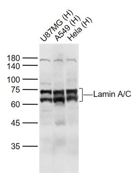 Lamin A/C Rabbit Polyclonal Antibody