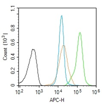Lamin B1 Rabbit Polyclonal Antibody