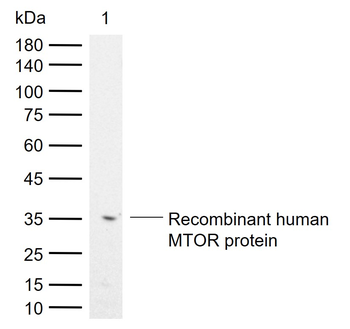 MTOR Rabbit Polyclonal Antibody