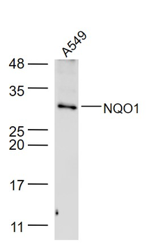 NQO1 Rabbit Polyclonal Antibody
