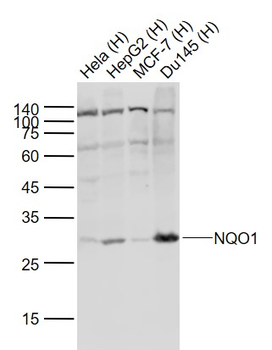 NQO1 Rabbit Polyclonal Antibody