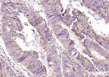 EFR3A Rabbit Polyclonal Antibody