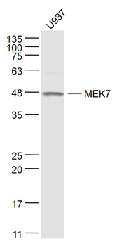 MEK7 Rabbit Polyclonal Antibody