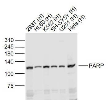 PARP1 Rabbit Polyclonal Antibody