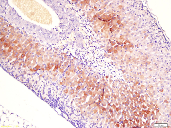 PLAUR Rabbit Polyclonal Antibody