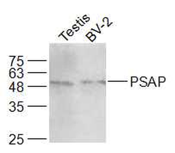 PSAP Rabbit Polyclonal Antibody