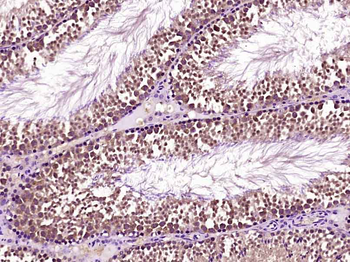 Securin Rabbit Polyclonal Antibody