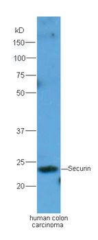 Securin Rabbit Polyclonal Antibody