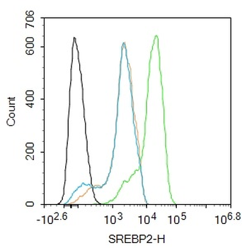 SREBP2 Rabbit Polyclonal Antibody