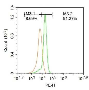 SV2A Rabbit Polyclonal Antibody