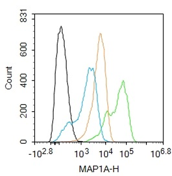 MAP1A Rabbit Polyclonal Antibody