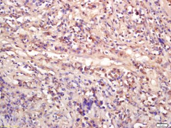 WNT9A Rabbit Polyclonal Antibody