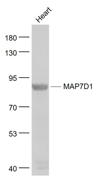 MAP7D1 Rabbit Polyclonal Antibody