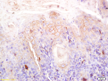 Connexin 30 Rabbit Polyclonal Antibody