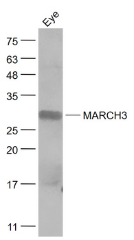 MARCH3 Rabbit Polyclonal Antibody