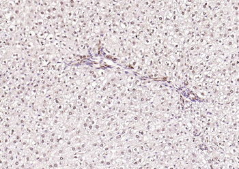 Phospho-SRF (Ser77) Rabbit Polyclonal Antibody