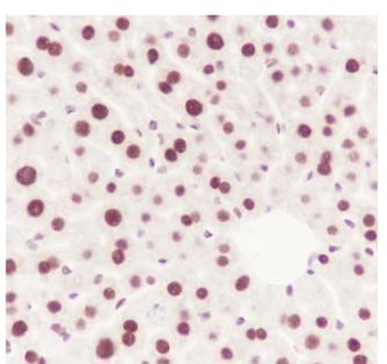 ATF1 Recombinant Rabbit Monoclonal Antibody