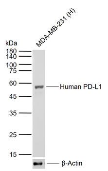 PD-L1 Mouse Monoclonal Antibody