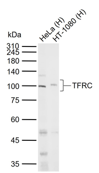 TFRC Rabbit Polyclonal Antibody
