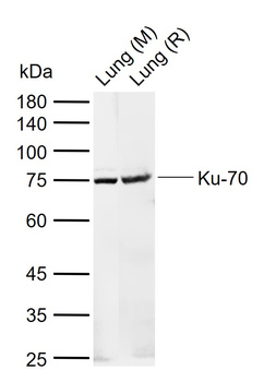 Ku70 / XRCC6 Rabbit Polyclonal Antibody