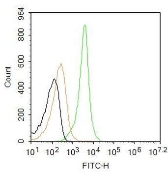 RAGE Rabbit Polyclonal Antibody (FITC)