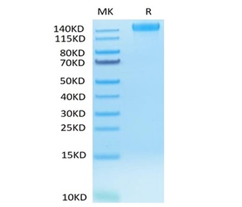 Recombinant human VEGFR2 protein, C-mFc (HEK293)