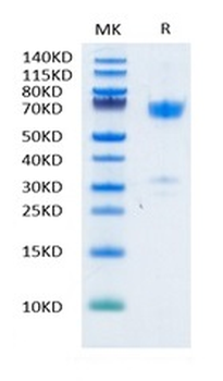 Recombinant human PD-L1 protein, C-mFc (HEK293)