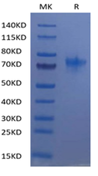 Recombinant human TNFRSF4 protein, C-hFc (HEK293)