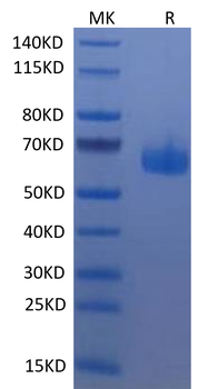 Recombinant human TNFRSF14 protein, C-hFc (HEK293)